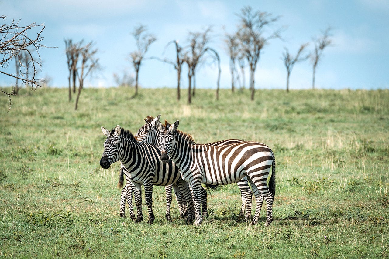 Tanzania Travel Tips