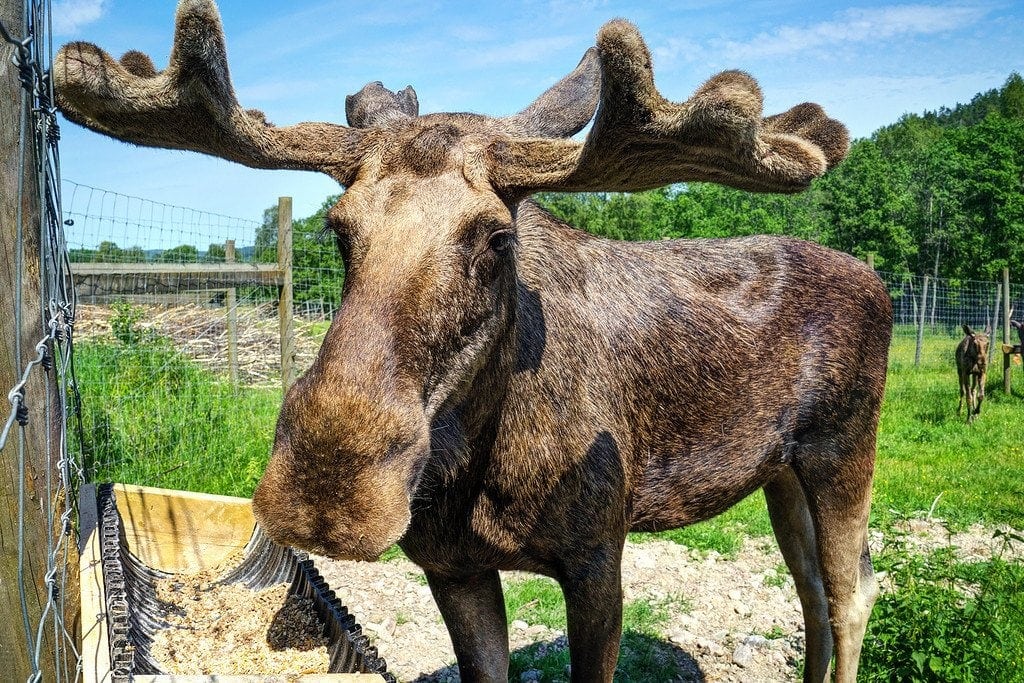 Dalsland Moose