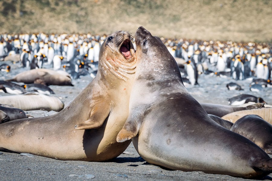 Elephant Seal Fight