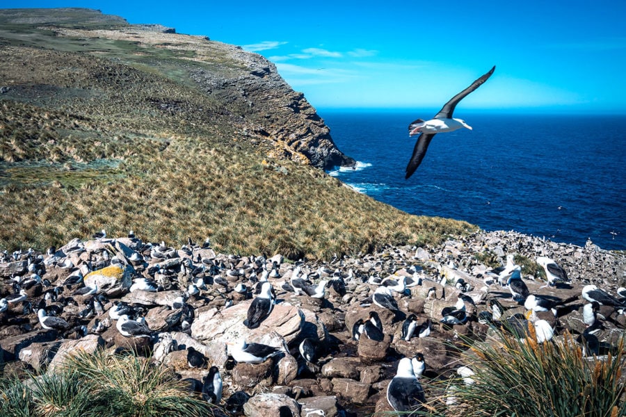 Albatross Colony Falkland Islands