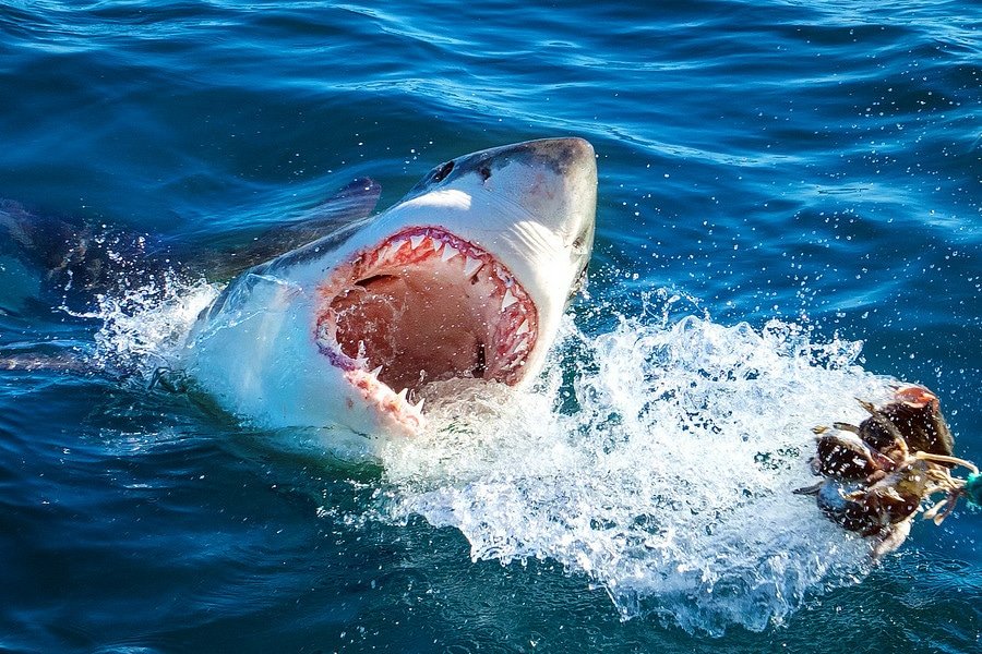 Gansbaai Great White Shark