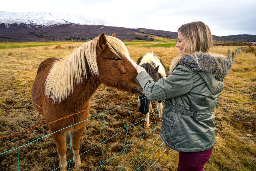 Iceland Horses on Golden Circle