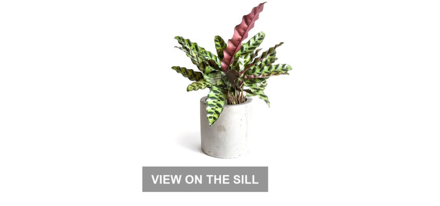 Work From Home Gifts: House Plants