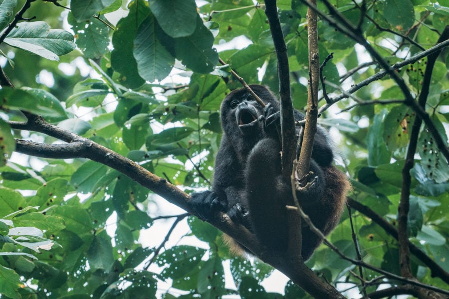 Howler Monkey Screaming