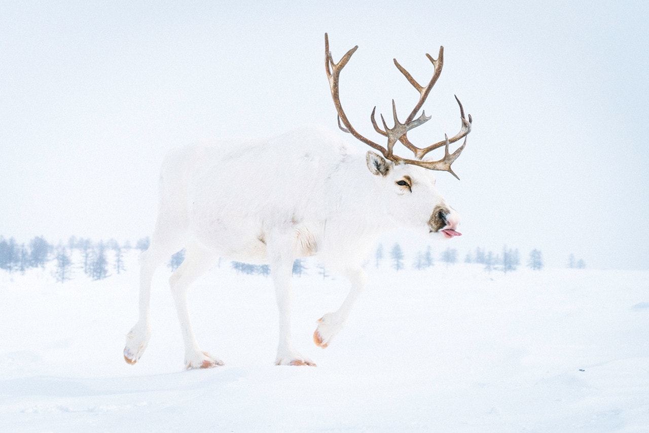 White Reindeer in Kamchatka