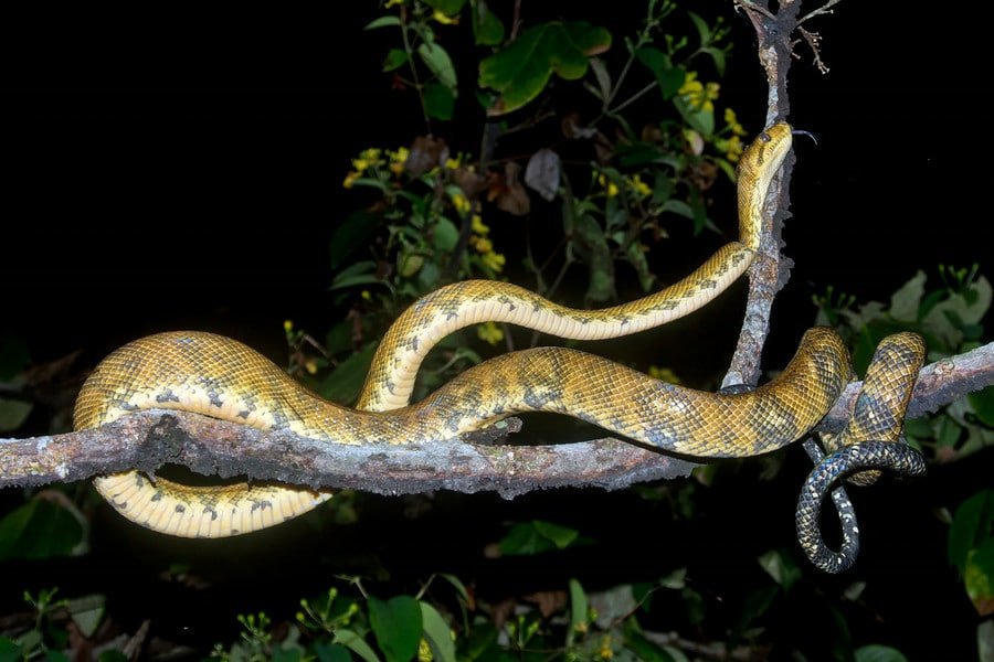 Osa Jungle Snake