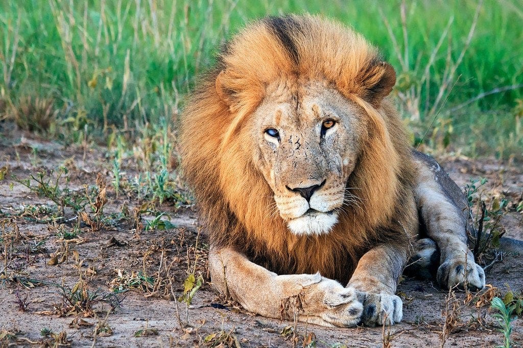 phinda safari lion