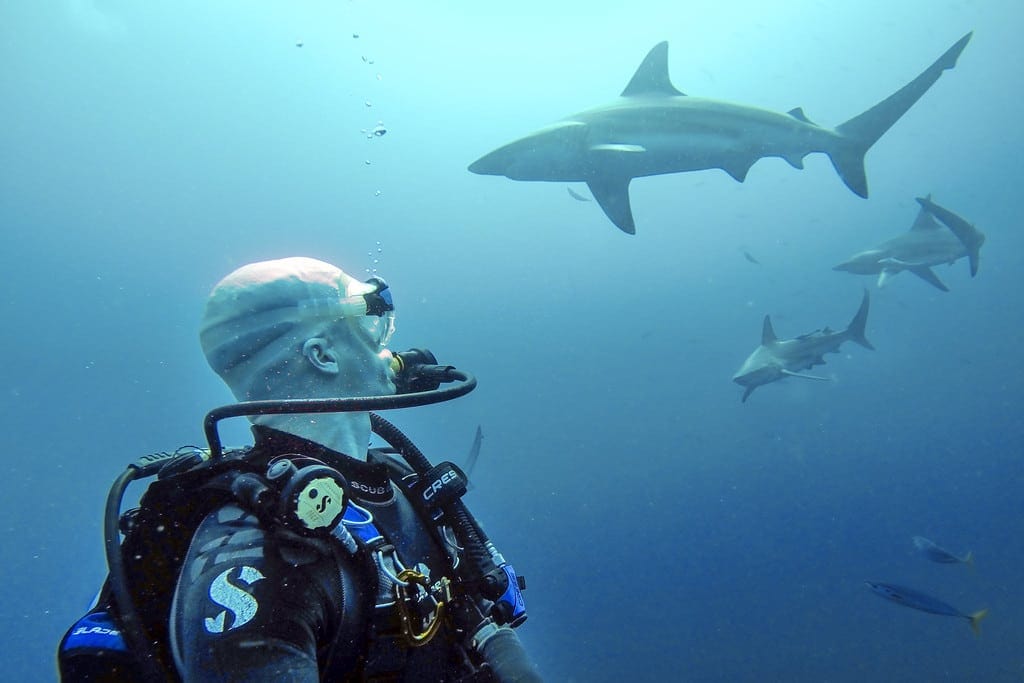 Diving with Sharks at Protea Banks