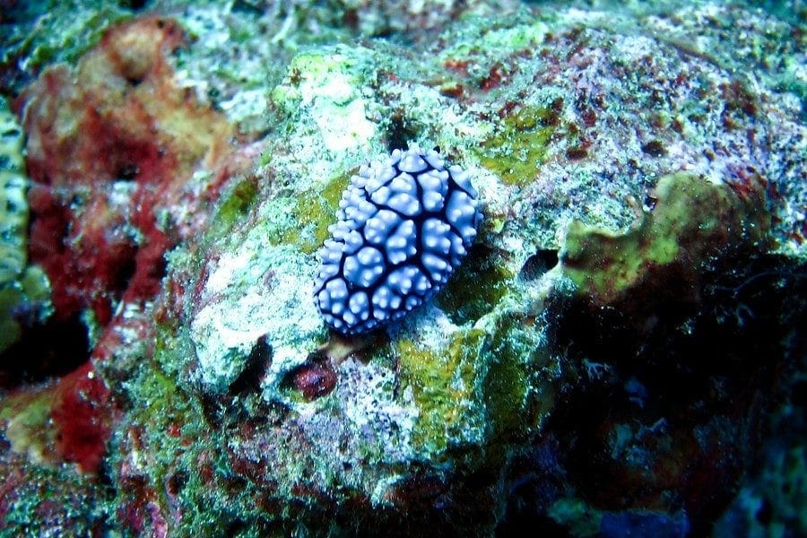 similan nudibranch sea slug