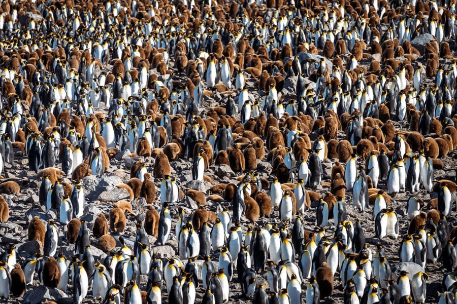 Penguins in South Georgia