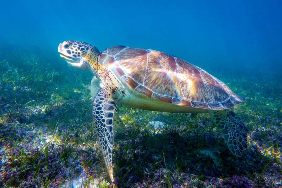 Akumal Sea Turtle