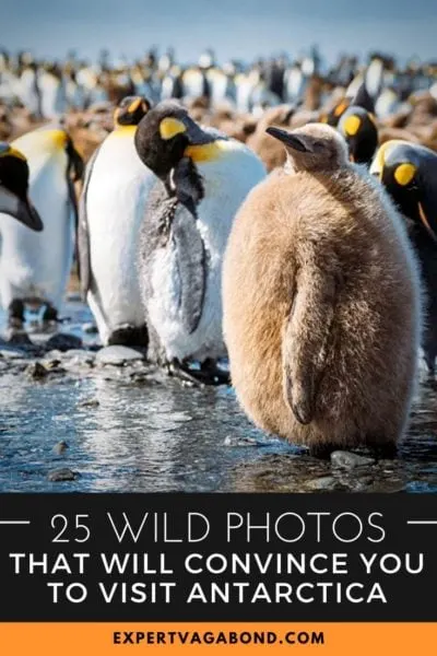 25 Wild Photos That Will Convince You To Visit Antarctica!