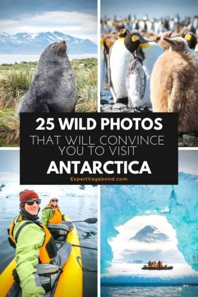 25 Wild Photos That Will Convince You To Visit Antarctica!