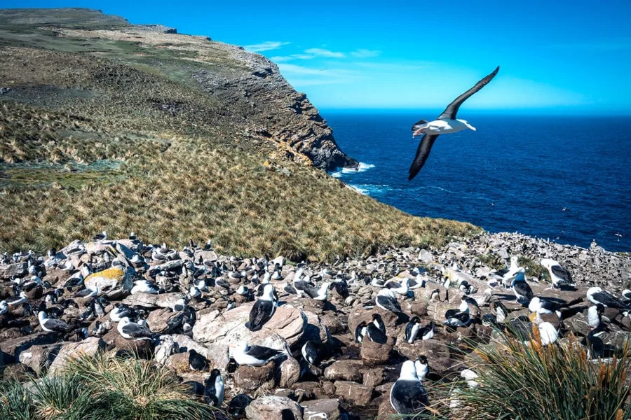 Albatross Colony Falkland Islands