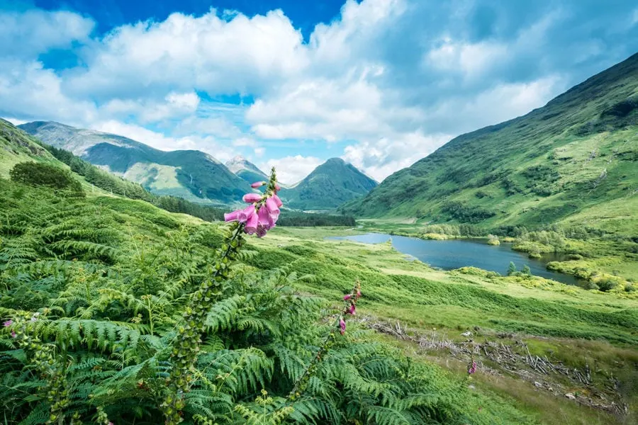 Foxglove Flowers in Scotland