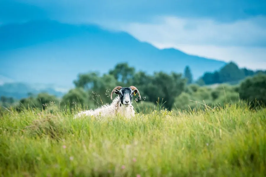 Sheep hiding in grass