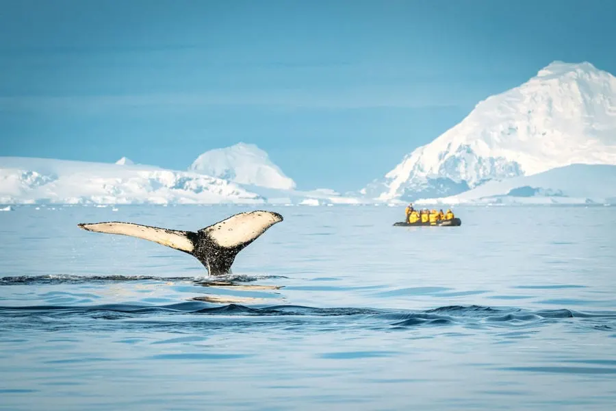 Humpback Whales off Antarctic Peninsula