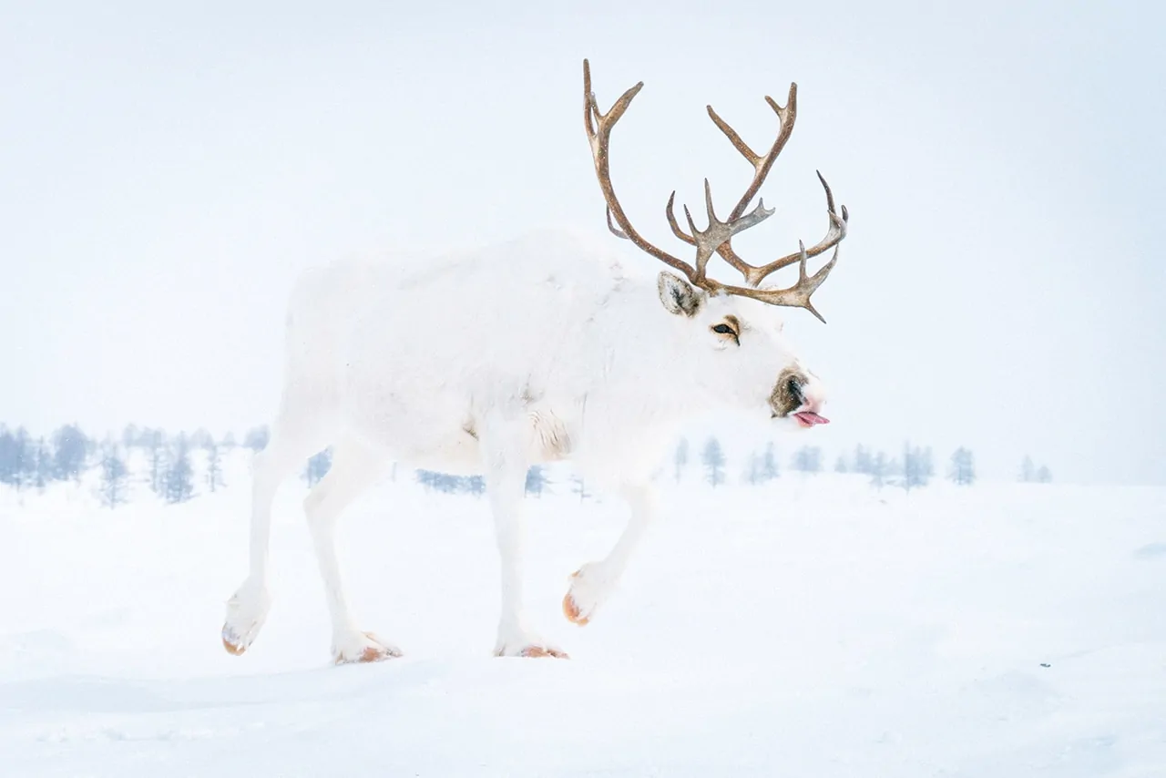 White Reindeer in Kamchatka