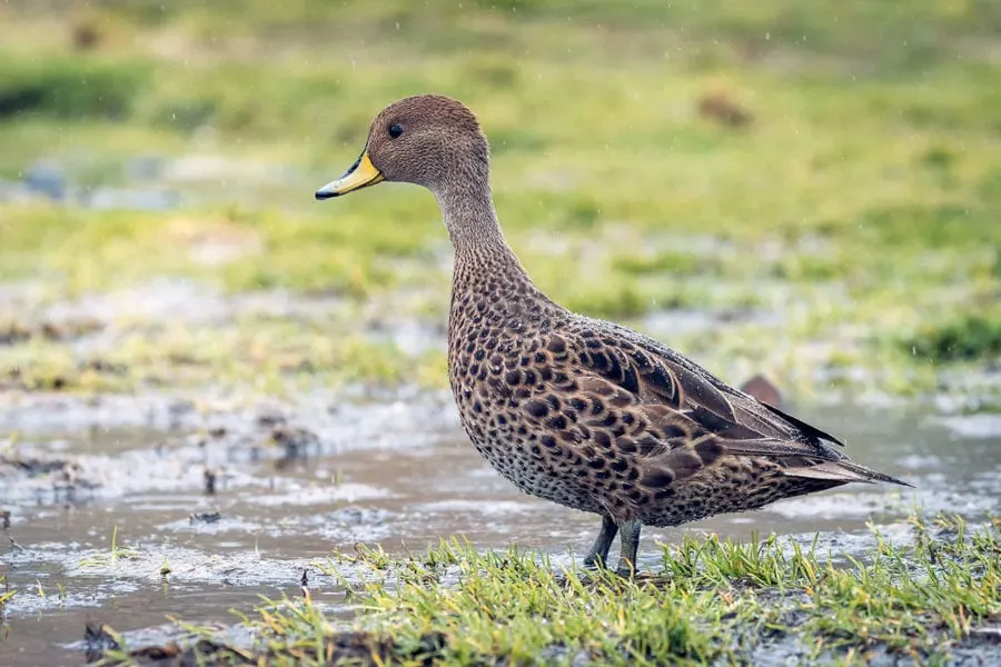 South Georgia Pintail Duck