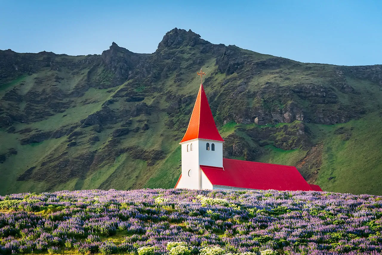 Spring Wildflowers in Iceland